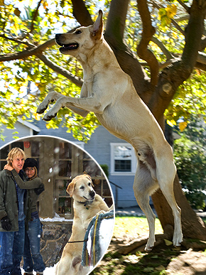 �������� ��������, ��� ��� ������?