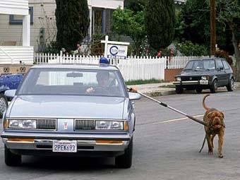 Ленивого хозяина оштрафовали на 66 фунтов стерлингов Ленивого хозяина оштрафовали на 66 фунтов стерлингов