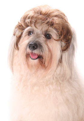 ������ ��� �����