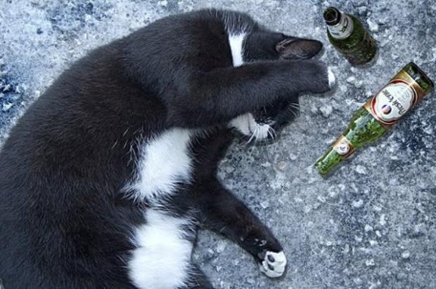 ����� �������� ���� ���� ������