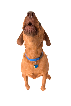 ������� ��� �����