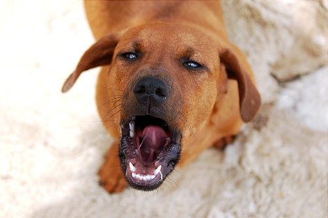 ������� ��� �����