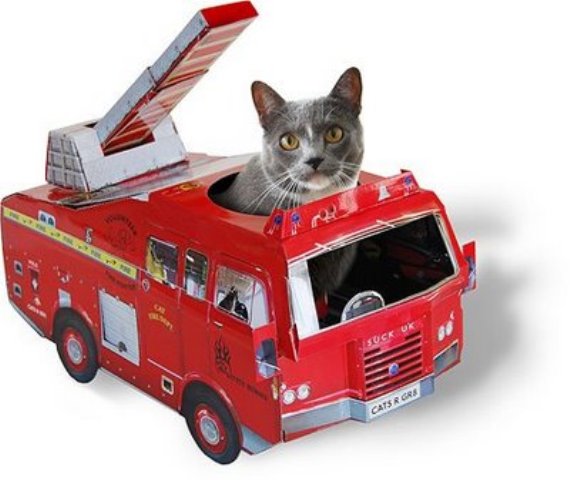 ������ ����� ��� ����