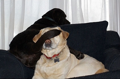 ���� �������� �������. �������� ������.