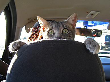 ���� �������� �������. �������� ������.