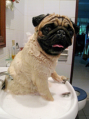 ���� �������� �������. �������� ������.