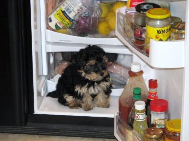 ���� �������� �������. �������� ������.