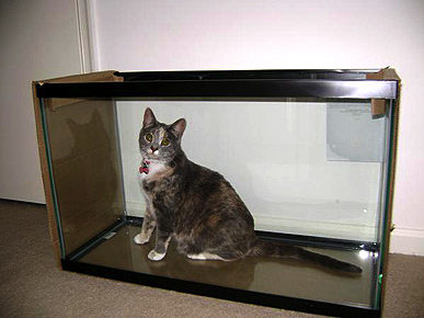 ���� �������� �������. �������� ������.