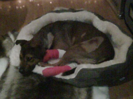 Лили Аллен спасла свою собаку Лили Аллен спасла свою собаку