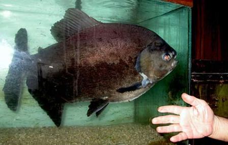 ������ ������ ��������