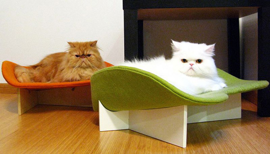 ����� ��� ������� �������