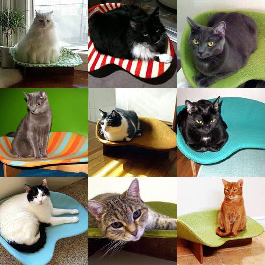 ����� ��� ������� �������