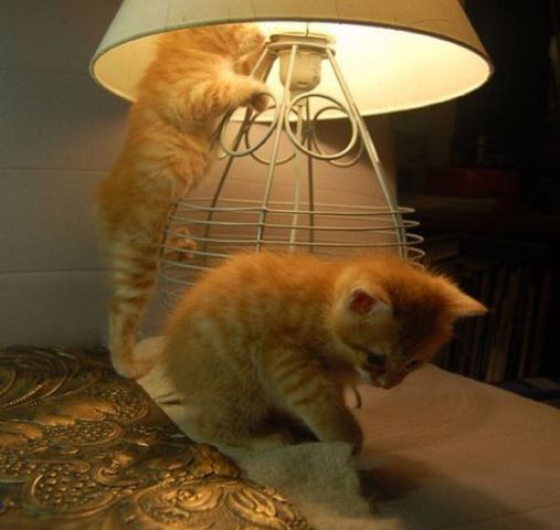 ������� ���� ���� ������