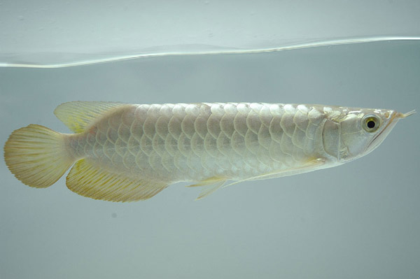 ����� ������� ����� �� �����