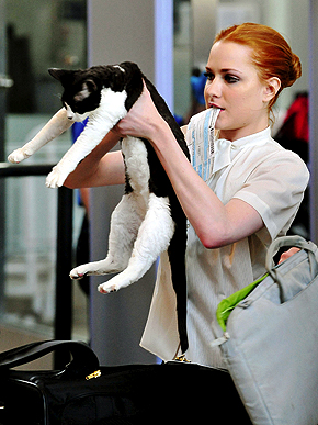 ������� �����������