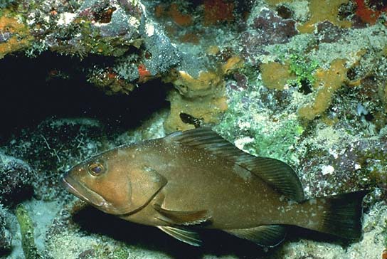 ����-����������