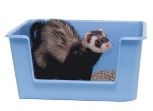 ������ ��� �������