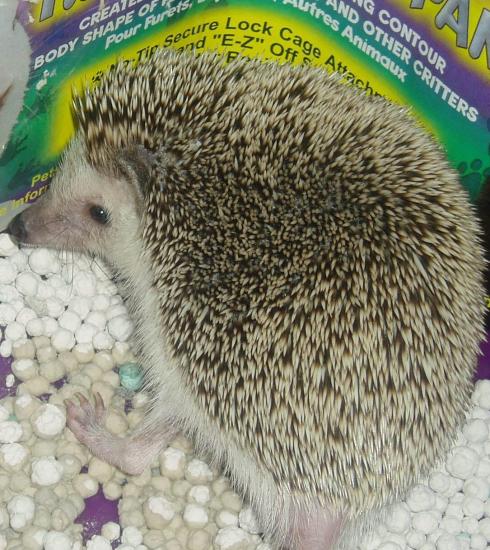 ������ ��� �������