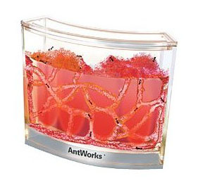 ����� ��������