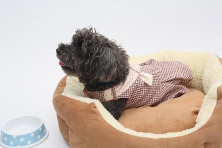 Наряды для собак и кошек Наряды для собак и кошек