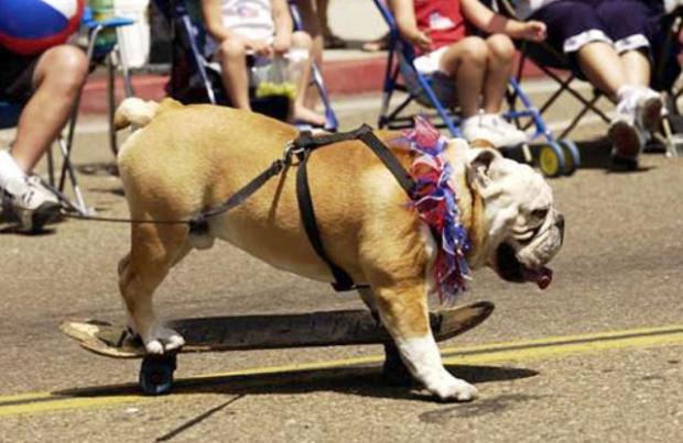 � ������� ������ ��������  America�s Family Pet Expo