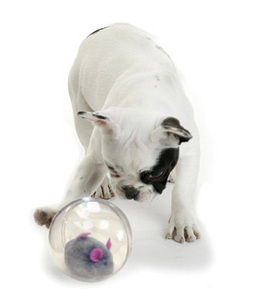 ������ ����, ���� �������!