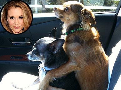 �������� �������. ���������� �� ������ �������������