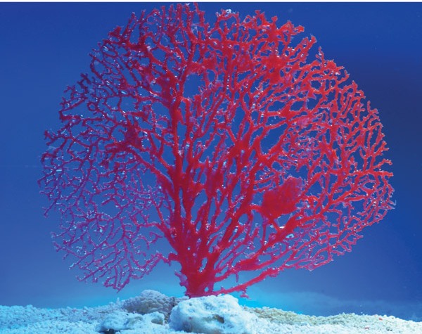 ������������� ������� ��� ���������