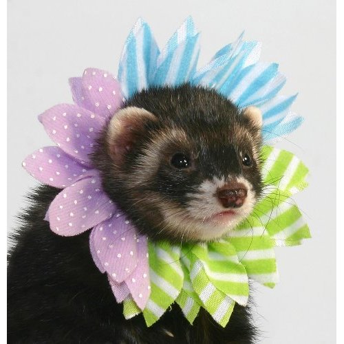 �������� ������ ��� �������