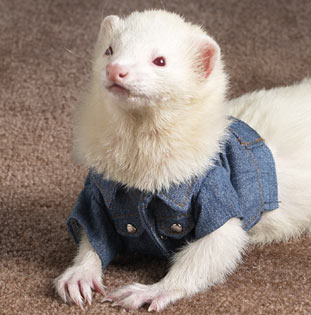 �������� ������ ��� �������