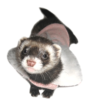 ������ ��� �������