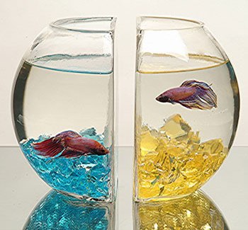 ����������� ���� ��� ����