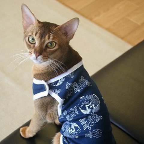 ������ ��� �����