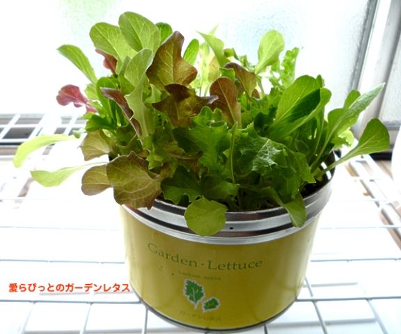 �������� ������ ��� �������