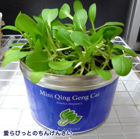 �������� ������ ��� �������