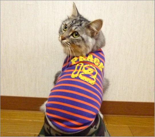 ���������� ������ ��� �����