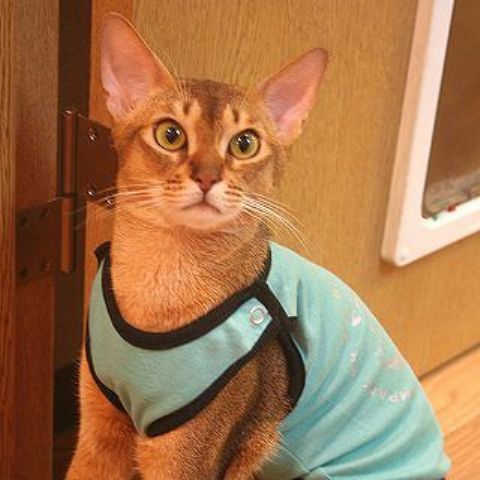 ���������� ������ ��� �����