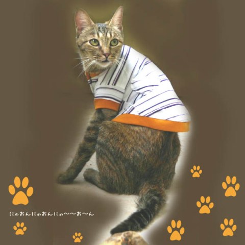 ���������� ������ ��� �����