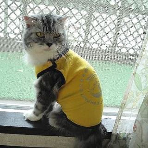 ���������� ������ ��� �����