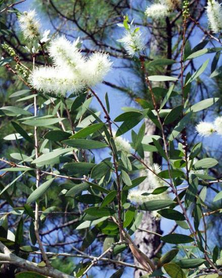 ������������ ��� �����