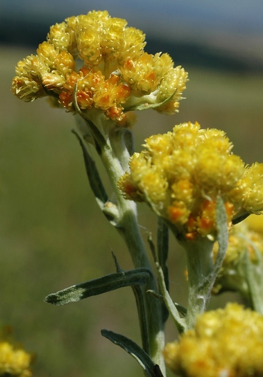 ������������ ��� �����