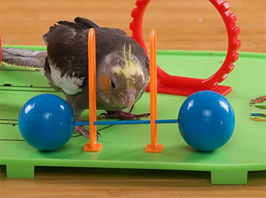 ������������� ��� ��������