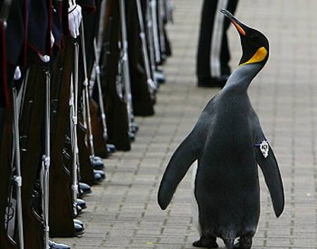 ����� ��������� �������