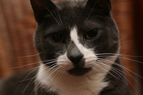 ����� ���������  ������������ �������