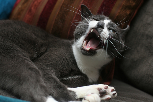 ����� ���������  ������������ �������