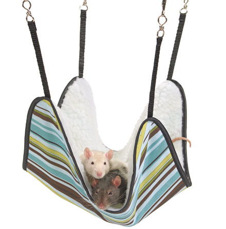 ����� ��� ����� ���������