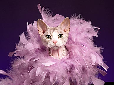 ����� ������ �����