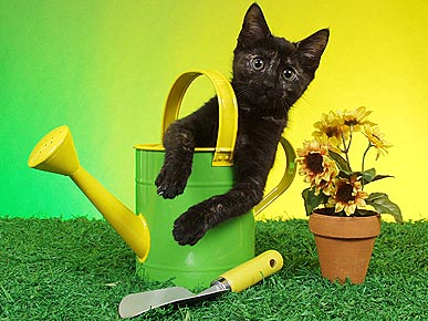 ����� ������ �����