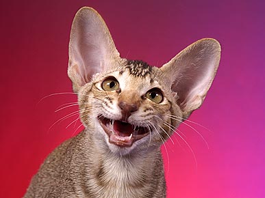 ����� ������ �����