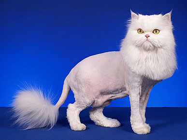 ����� ������ �����